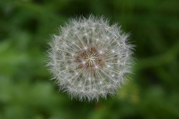 Fototapeta premium Flor de diente de león color blanco