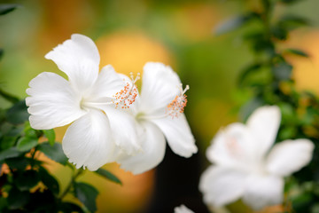 White Hibiscus flower on greenery background with sunlight using as background concept