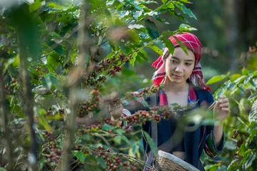 Fotobehang Portrait of beautiful young asian lady Akha tribe,Akha hill picking arabica coffee berries in red and green on its branch tree at plantation, Chiang Rai Thailand © Chanwit