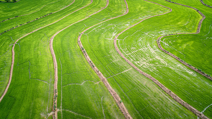 Cultivos de Arroz en Cucuta Norte de Santander