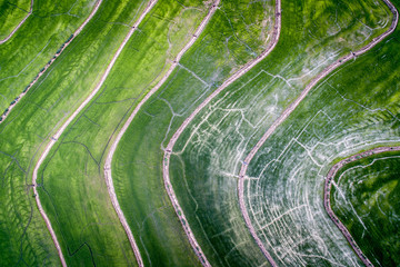 Cultivos de Arroz en Cucuta Norte de Santander