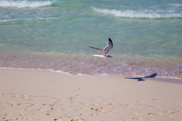 A seagull flies over the water on the beach. Horizontally