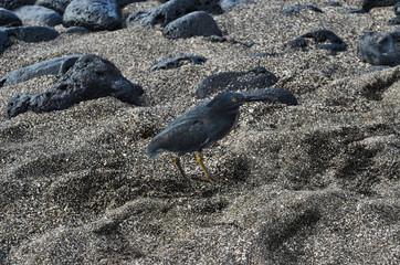 Galapagos Island Lava Heron on Grey Sandy Beach Ecuador