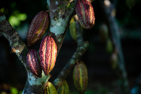 Cultivo de Cacao en Tib&uacute; _ Norte de Santander - Colombia