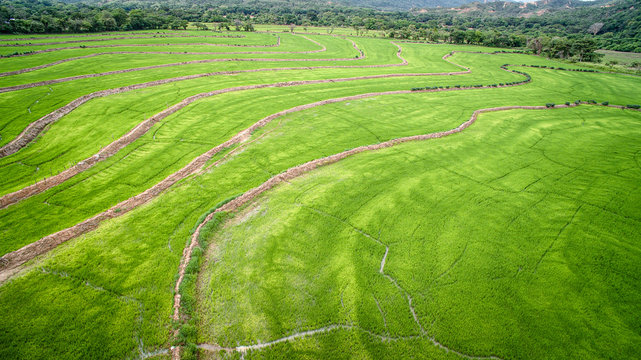 Cultivos de Arroz en Cucuta Norte de Santander