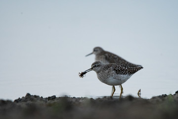 Wood sandpiper (Tringa glareola). Polesie. Ukraine