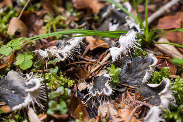 liches on forest soil in caucasus mountain