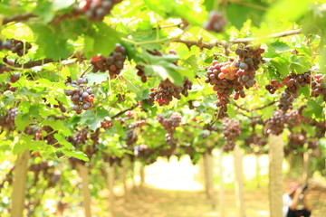Ripe grapes in fall