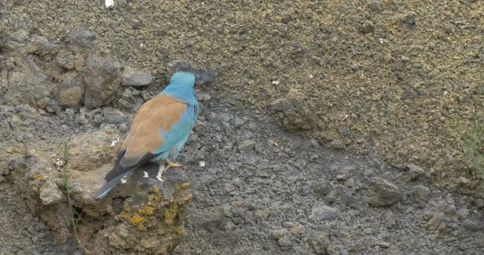 Roler Bird on a rock, Golan, Israel