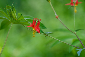 Native columbine plant, portrait of orange and yellow flower against a green background, Washington State, USA