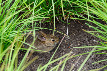 Young native rabbit hiding in ornamental grasses in a garden, Washington State, USA