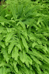 Nature background of Deer Fern growing in woodlands, pattern and texture in green