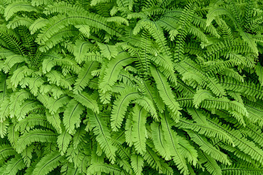 Nature background of Deer Fern growing in woodlands, pattern and texture in green