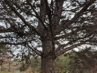 Pine forest landscape Autumn landscape
