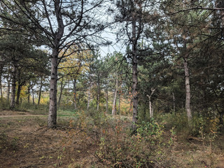 Pine forest landscape Autumn landscape