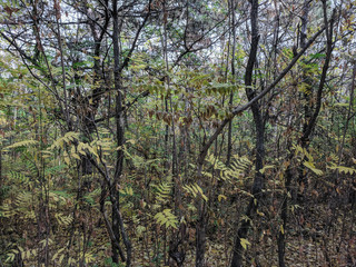 Summer fores landscape rolling hills background	