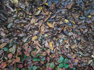 abstract background of autumn leaves