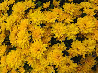 bouquet of colorful chrysanthemum flowers