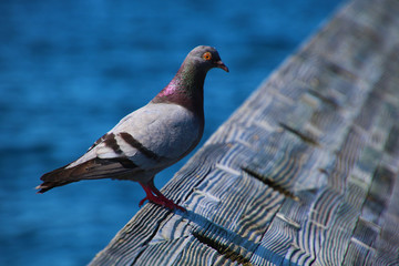 pigeon near water on pier