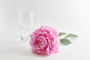 freshly cut peony lies on the table, next to a vase of water. place for text.