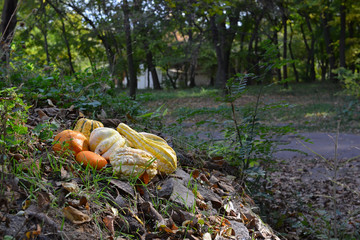 pumpkins in the forest autumn background