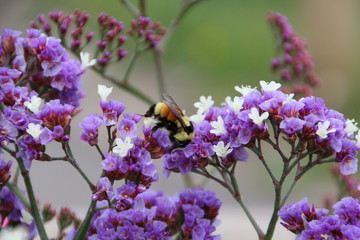 Bee On The Flowers, Elk Island National Park, Alberta