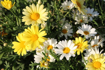 Spring Daisies, William Hawrelak Park, Edmonton, Alberta