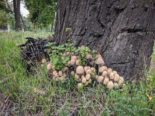 dung mushrooms in the forest