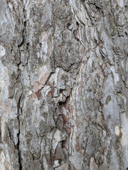 nature tree bark texture background