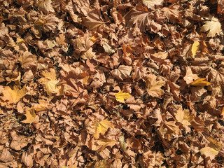 autumn leaves background