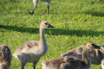 The Young Goose, William Hawrelak Park, Edmonton, Alberta