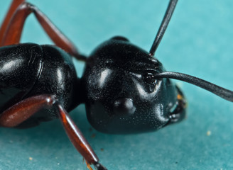 Macro Photo of Head of Black Ant on The Floor