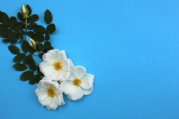 Fototapeta na wymiar White wild rose three buds on a blue background