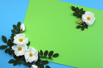 White wild rose on blue and green background at the same time