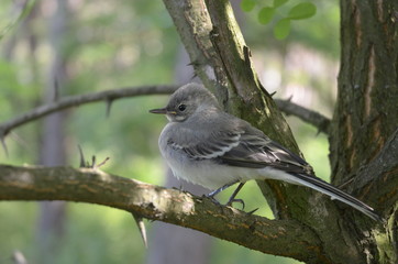 little bird sits on a tree in the forest