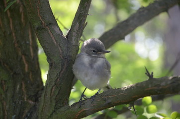 little bird sits on a tree in the forest