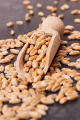 Rye or wheat grains on scoop, concept ot agriculture