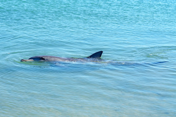 Fototapeta premium dolphins at monkey mia, sharkes bay, western australia 3