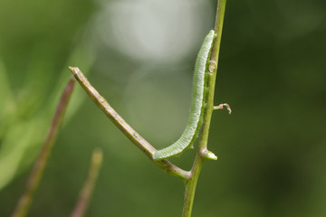 A pretty Orange-tip Butterfly Caterpillar, Anthocharis cardamines, feeding on a Garlic Mustard plant.