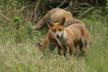 A cute wild Red Fox cub, Vulpes vulpes, standing in the long grass next to the vixen.