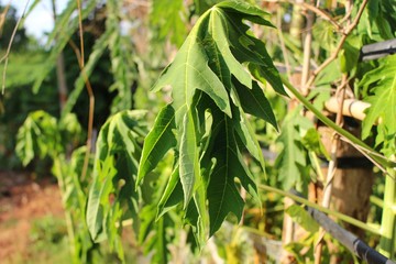 Papaya trees on the farm wither due to drought and hot weather