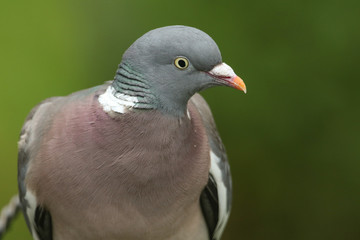 A head shot of a pretty Woodpigeon, Columba palumbus.