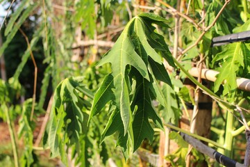 Papaya trees on the farm wither due to drought and hot weather