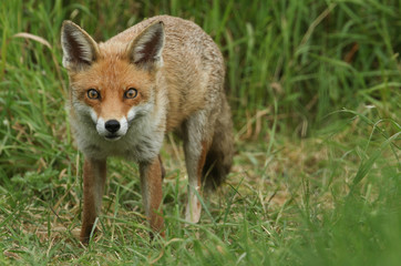 Obraz premium A magnificent wild Red Fox, Vulpes vulpes, hunting for food to eat in the long grass.