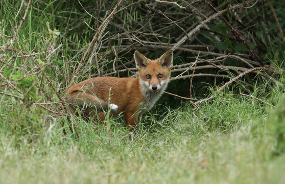 A cute wild Red Fox cub, Vulpes vulpes, standing at the entrance to the Den.