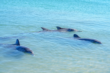 Obraz premium dolphins at monkey mia, sharkes bay, western australia 12