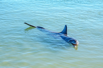 dolphins at monkey mia, sharkes bay, western australia 22