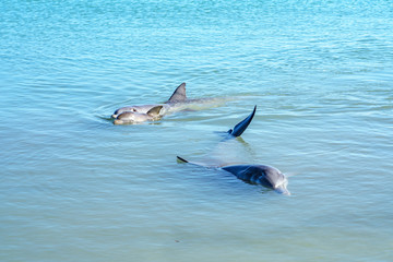 Obraz premium dolphins at monkey mia, sharkes bay, western australia 42