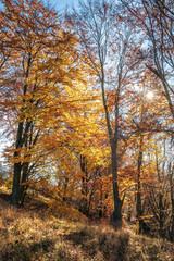 Obraz premium autumn forest in golden foliage on a sunny day. tall beech trees. bright and dry weather. beautiful autumn nature background