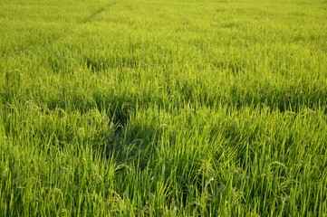fresh green rice tree in country Thailand